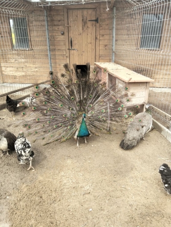 7_kiełpin