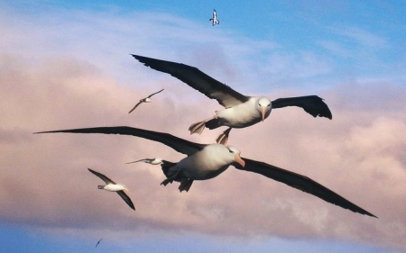 3 punkty do rekrutacji dla Laureata ''Młodych Albatrosów 2024''!